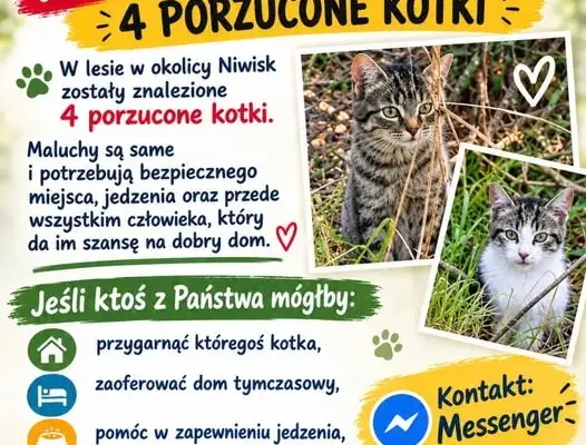 Niwiska: cztery porzucone kotki czekają na pomoc i nowy dom